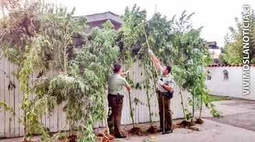 Incautan más de 34 plantas de marihuana en la orilla del río Teno