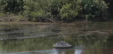 Municipio de Licantén realiza investigación por mortandad de peces en Río Mataquito