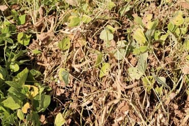 Sequía afecta cultivos de poroto en la zona centro sur: estiman pérdidas de entre un 40 y 50%