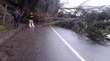 Tromba marina arrasó con árboles y tendido eléctrico en Llico