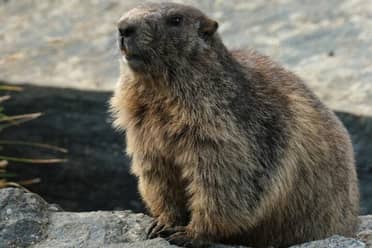 Muere un adolescente en Mongolia por peste bubónica: La contrajo por una marmota infectada