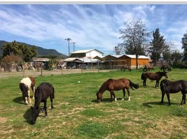 Abandonan camión con caballos robados en pleno centro de Hualañé
