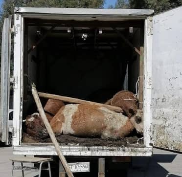 Sujetos robaron una docena de animales desde predio en Villa Prat