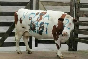 Crueldad animal: Partidarios de Kast rayan animal en subasta para llamar a votar por él