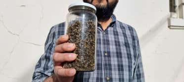 Apicultores denuncian mortandad de abejas