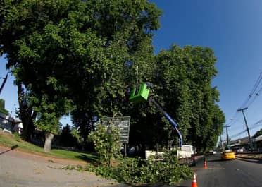 Municipio curicano realizó poda de árboles en el acceso suroriente de la ciudad