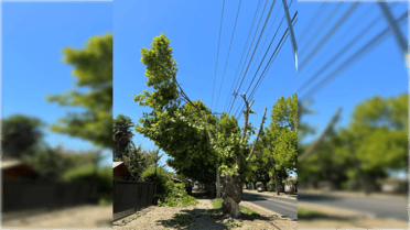 Acusan mutilación de árboles por parte de la CGE en Molina