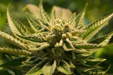 Chile tendría mayor cantidad de años de vida perdidos por el consumo de marihuana en la región