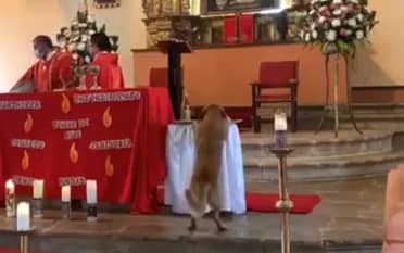 Perro se roba el pan en plena misa y se hace viral