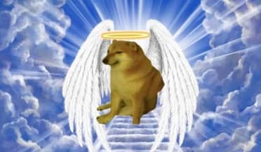 Murió "Cheems", el popular perrito Shiba Inu del meme