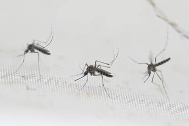 Confirman caso de Dengue en Hualañé: “Se trata de un caso importado”