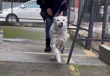 Vecinos de Población Vaticano de Curicó lograron recaudar fondos para operar a perrita comunitaria