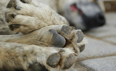 Diputado Pulgar ofició a la PDI para indagar masivo envenenamiento de perros en Hualañé