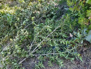 Denuncian a ladrones de Boldo y Quillay que operan en la costa de Curicó