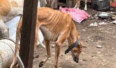 Rescatan a siete perros en condiciones deplorables en Curicó