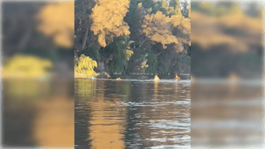 Hualañé denunciará ante la justicia uso de redes y pesca ilegal en el río Mataquito