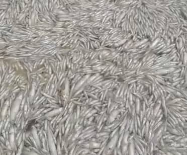 "Kilómetros de peces muertos": Alerta sanitaria en Llico por masiva mortandad en la desembocadura del estero