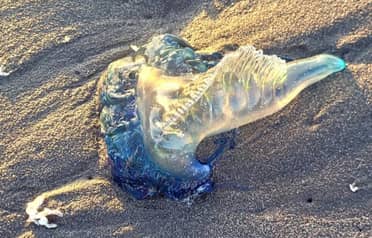 Armada confirma presencia de Fragata Portuguesa en el Maule pero descarta cierre de playas