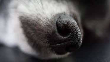 Horror en Valdivia: Hallan tres perros muertos y dos en grave desnutrición en un inmueble