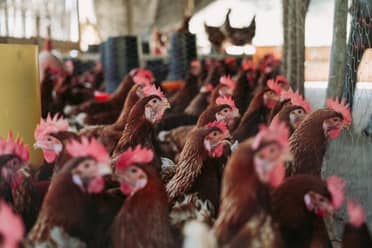 SAG confirma nuevos brotes de influenza aviar en Magallanes y Maule