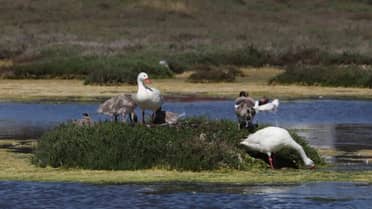 Colmevet advierte sobre el riesgo de interacción entre aves silvestres y domésticas tras nuevo caso de Influenza Aviar