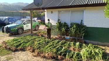 Licantén: Carabineros decomisa 110 plantas de marihuana tras denuncia de trabajador forestal