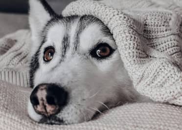 Expertos entregan claves para resguardar a perros y gatos del frío invernal