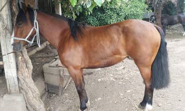 Millonario robo en Molina: delincuentes sustraen doce caballos chilenos desde el sector La Palmilla