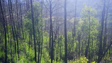 Pinos amenazan la supervivencia del ruil, árbol nativo en peligro de extinción en Chile
