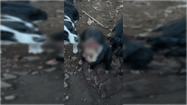 Perro sufre graves lesiones tras ser atacado por persona en el sector surponiente de Curicó