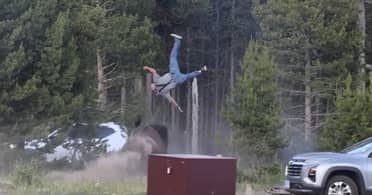 Bisonte arremete contra turista en Yellowstone: hombre sufre graves heridas