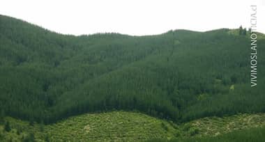[OPINIÓN] ¿Por qué se necesitan plantaciones forestales?