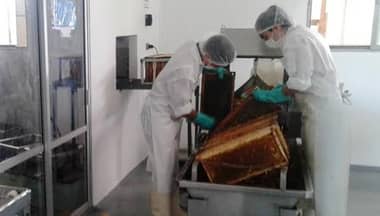 SAG inspecciona salas de extracción de miel a la unión europea