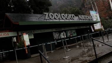 "Intento suicida" causó muerte de dos leones en Santiago