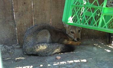 [FOTOS] Rescatan a animal protegido en Majadilla de Rauco