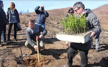 Lanzan campaña para reforestar con bosque nativo en O’Higgins y Maule