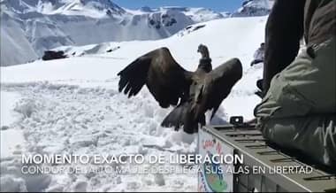 [VIDEO] Liberan a cóndor que fue hallado intoxicado y desnutrido