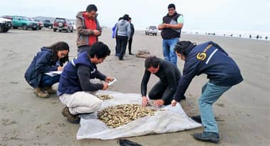 Hasta 2022 estará vigente la veda de la macha en la Región del Maule