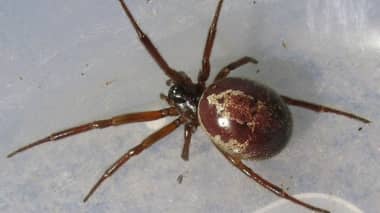Detectan a tres nuevas arañas venenosas en Chile