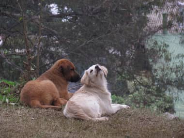 Municipio curicano activa protocolo de emergencia veterinaria