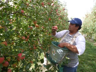 Impulsan comercio electrónico para exportar frutas desde Maule a China