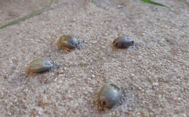 Expertos entregan consejos para erradicar a las garrapatas en el hogar
