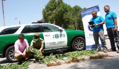 Carabineros y drone municipal detectaron plantación de marihuana en el cerro Los Cristales de Curicó