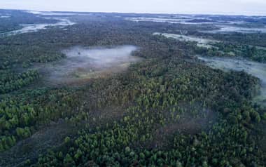 IST:  La importancia de los bosques para combatir el cambio climático
