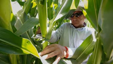 Maiceros maulinos fueron indemnizados por variación de precios