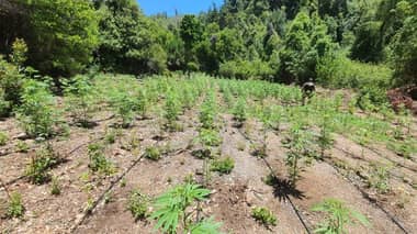 PDI decomisó más de 1.700 plantas de marihuana en sectores precordilleranos de Colbún