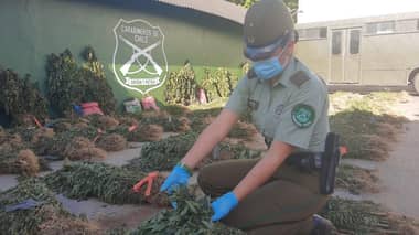 Carabineros decomisó más de 14 mil plantas de marihuana en precordillera de Molina