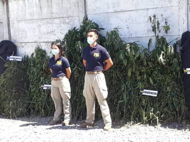 PDI de Curicó encontró cultivo de marihuana con 1.380 plantas en Hualañé