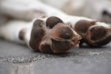 Falso Veterinario reincidente queda con arresto nocturno en Talca y Colmevet exige denuncias