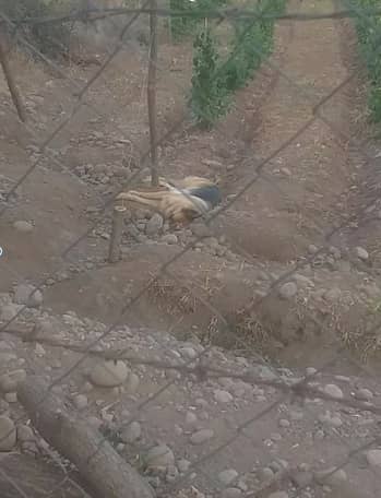 Más de una docena de perros fueron encontrados muertos durante los últimos meses en Romeral